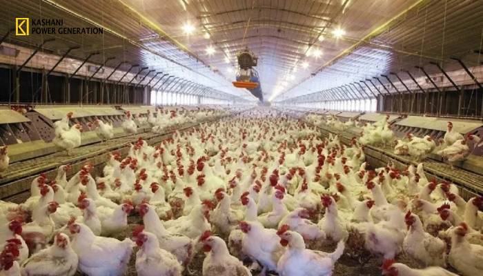 بهترین دیزل ژنراتور برای مرغداری